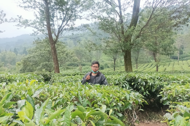 Ilustrasi kebun teh: Suasana kebun teh di Puncak, pada Mei 2023. Foto: Agaton Kenshanahan/kumparan