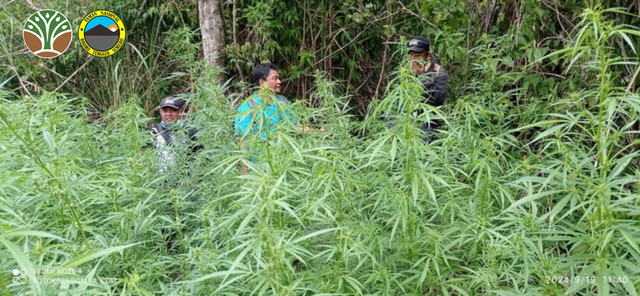 Petugas berada di lokasi ladang ganja yang ditemukan di kawasan Taman Nasional Bromo Tengger Semeru (TNBTS). Foto:  Dok. TNBTS