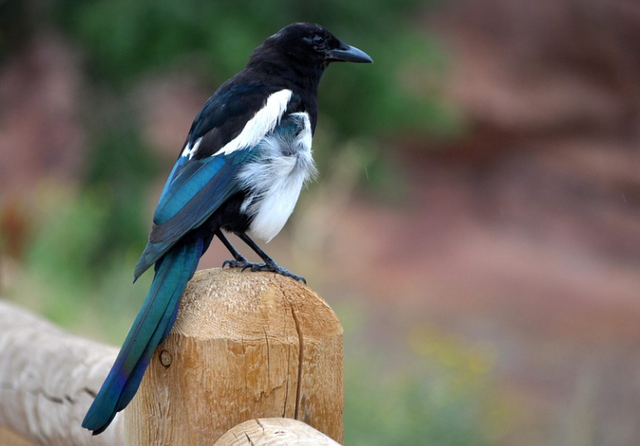 Ilustrasi penyebab murai kurang nafsu makan. Sumber: Pixabay/nschlegel