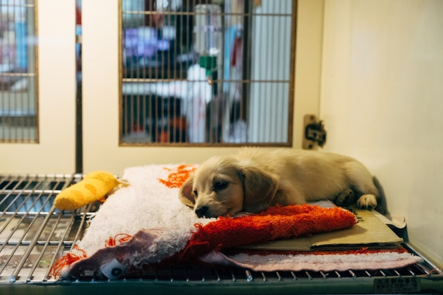 Pet Hotel Magelang. Foto hanya ilustrasi, bukan tempat sebenarnya. Sumber: unsplash.com/Markus Winkler