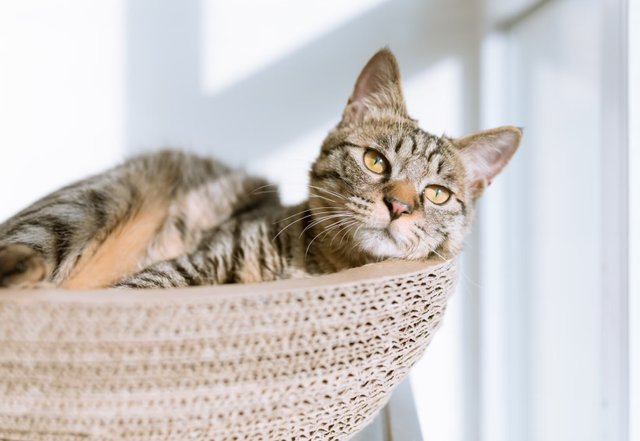 pet hotel bsd. Foto Hanya Ilustrasi Bukan Tempat Sebenarnya. Sumber Foto: Unsplash/Eric Han