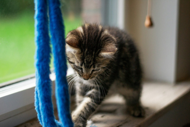 3 Pet Hotel Jakarta. Foto hanya sebagai ilustrasi, bukan tempat sebenarnya. Sumber foto: Unsplash-Ayla Verschueren