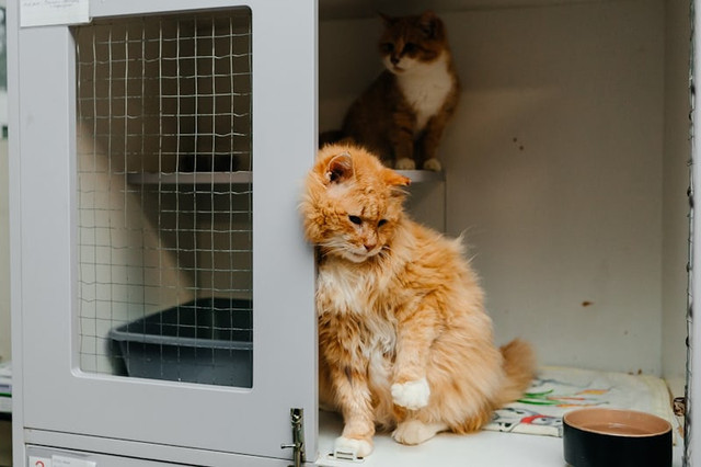 Pet Hotel Bogor. Foto hanyalah ilustrasi bukan tempat sebenarnya. Sumber: Unsplash/Olga Kononenko