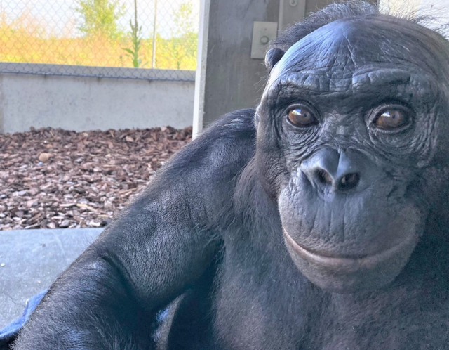 Kanzi, bonobo pintar yang bisa bahasa manusia.  Foto: Ape Initiative