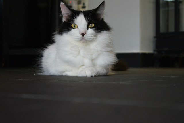 Pet Hotel Sidoarjo. Foto hanya ilustrasi, bukan tempat sebenarnya. Foto: dok. Unsplash/Milo Bunnik