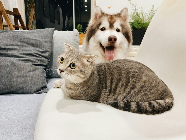 Pet Hotel Surabaya Barat . Foto hanya ilustrasi, bukan tempat sebenarnya. Foto: dok. Unsplash/Tran Mau Tri Tam ✪