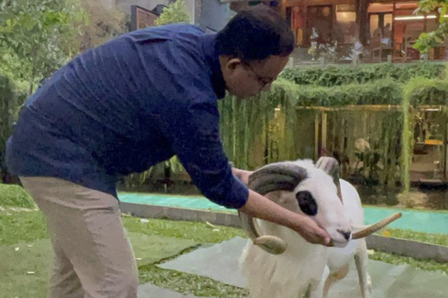 Anies Baswedan dan domba Garutnya. Foto: kumparan