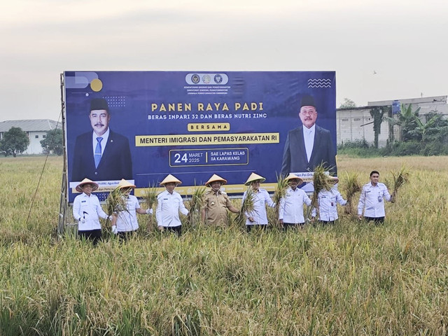Kementerian Imigrasi dan Pemasyarakatan (Imipas) melakukan kegiatan panen raya padi hingga penebaran bibit budidaya ikan nila di Lapas Kelas IIA Karawang. Foto: kumparan