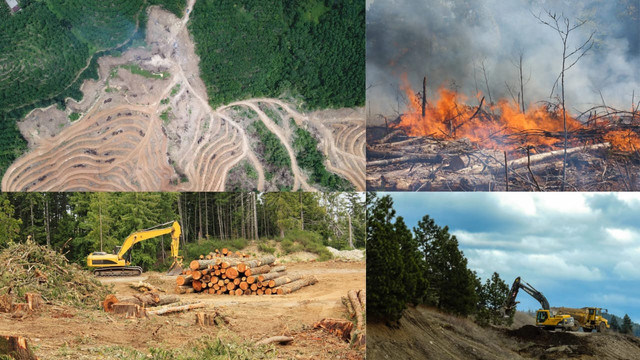 Ilustrasi deforestasi. Foto: Canva.com