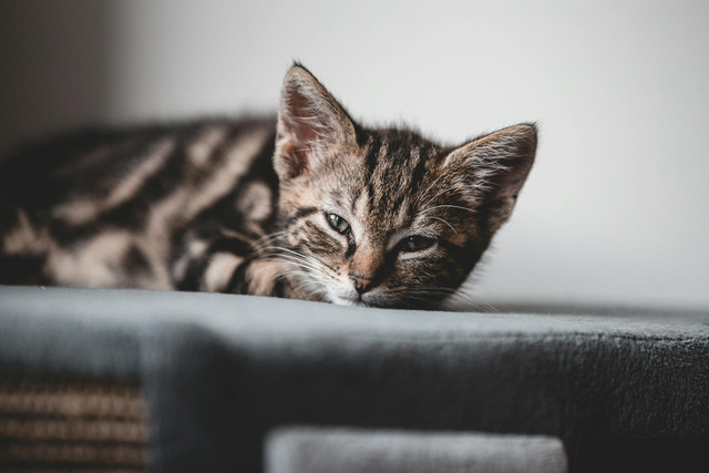 Ilustrasi Apakah boleh membawa kucing di kereta. Foto: Pexels.com/Anna Hinckel