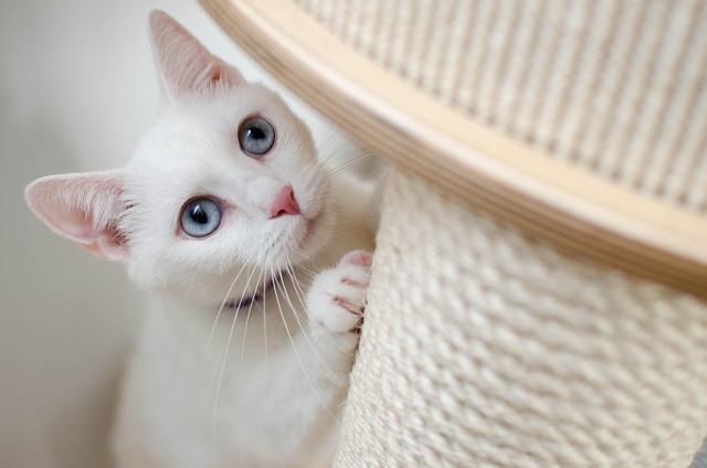 Ilustrasi tips membawa kucing mudik dengan mobil, Foto: Pixabay/Daga_Roszkowska