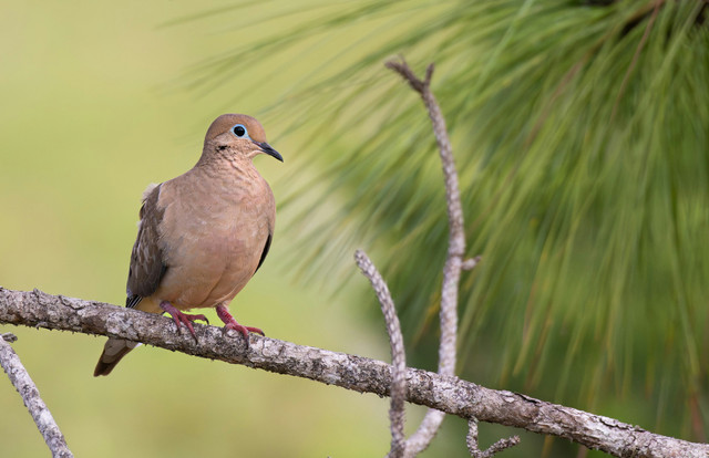 Ilustrasi Mitos Burung Perkutut, Unsplash/Joseph Corl