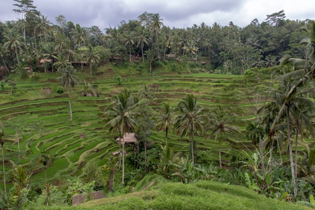 Alas Harum Bali. Foto: Tegalalang Bali. Sumber: Unsplash/Nick Fewings