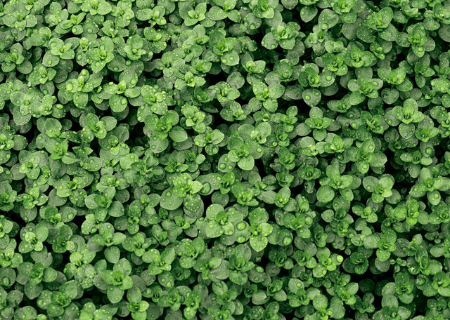 Ilustrasi manfaat daun sirih cina untuk wajah. Foto: Pexels