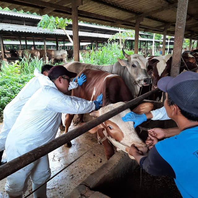 Petugas kesehatan memberikan vaksinasi sapi yang terkena PMK. Foto: Dok Kementan