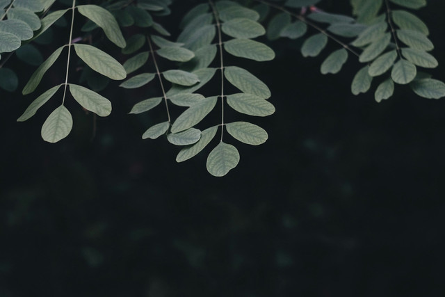 Ilustrasi daun ketepeng. Foto: Unsplash