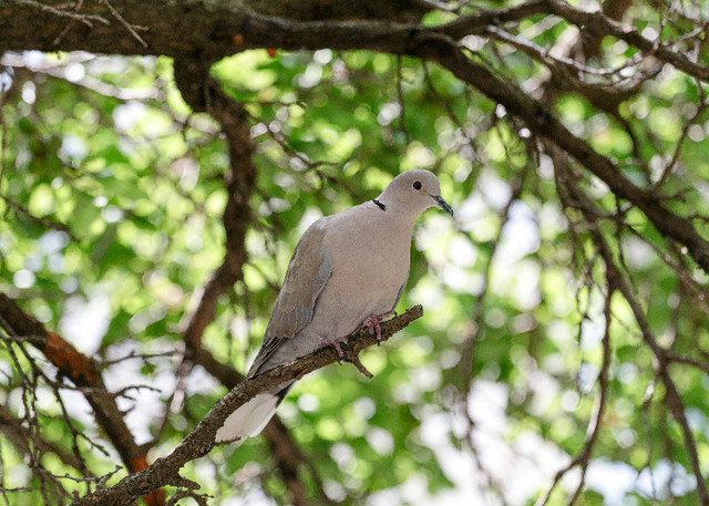 Ilustrasi Manfaat Memandikan Burung Perkutut di Malam Hari, Unsplash/Игорь Антипов
