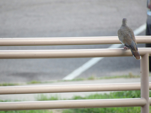 Ilustrasi Manfaat Terasi untuk Perkutut, Unsplash/Francis Elimar Arias Gomez