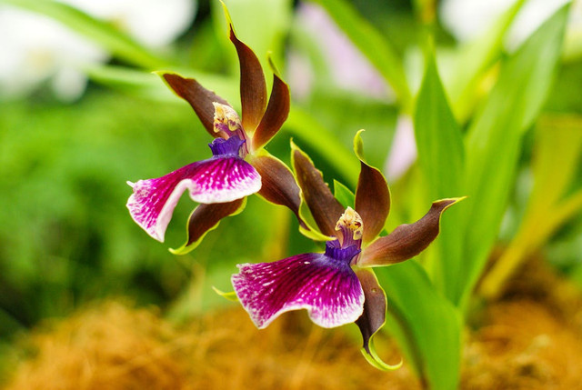 Ilustrasi Cara Merawat Anggrek Zygopetalum dengan Teknik yang Benar, Foto: Pexels/Mirek Kielar