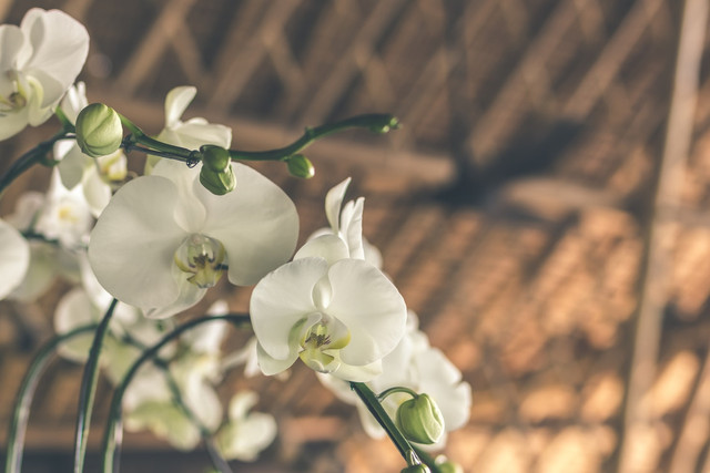ILustrasi penyebab kepunahan anggrek tebu. foto: Unsplash/Artem Beliaikin
