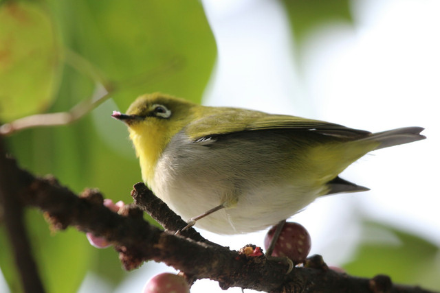 Ilustrasi penyebab burung pleci macet bunyi/Pexels/Margareth Gao, seorang