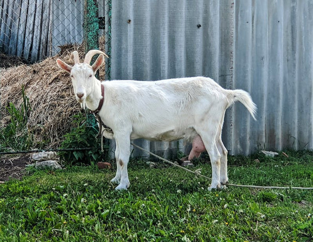 Ilustrasi ciri-ciri kambing etawa hamil. Foto: Pexels.com/Guzel Sadykova