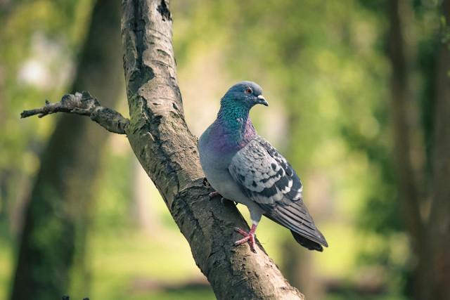 Ilustrasi ciri perkutut suara besar. Foto: Pexels.com/Boys in Bristol Photography