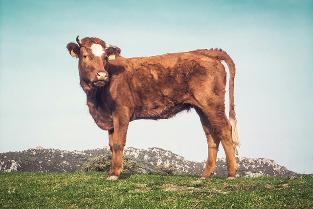 Ilustrasi cara merawat sapi limosin agar cepat besar, foto: unsplash/Alberto Rudolphi