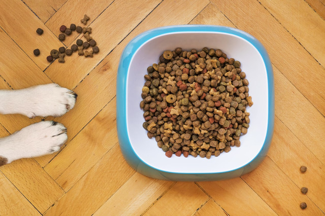 Ilustrasi rekomendasi snack anjing, foto: unsplash/Mathew Coulton