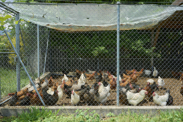 Ilustrasi Apakah Ayam Petelur Butuh Jantan? Ini Penjelasannya, Unsplash/Steffen Lemmerzahl