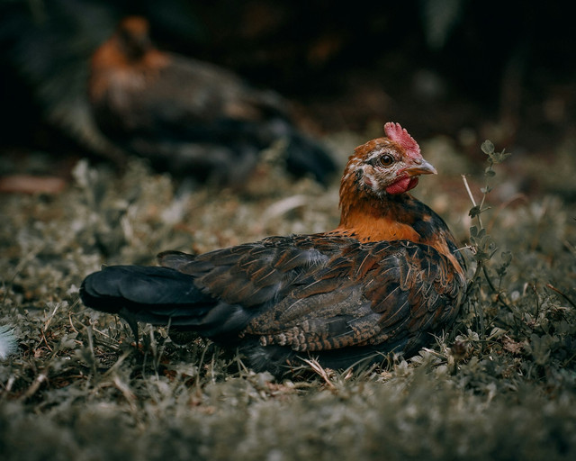 Ilustrasi Apakah Ayam Hutan Dilindungi? Ini Faktanya, Unsplash/Dan Beltran