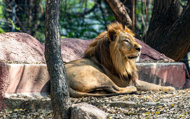 Tiket Masuk Taman Safari Prigen per Mobil 2025. Foto hanya ilustrasi, bukan tempat sebenarnya. Sumber: pexels.com/Regan Dsouza