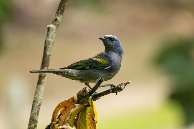Ilustrasi manfaat burung pleci bagi lingkungan. Foto: Pexels.com/Joel Alencar