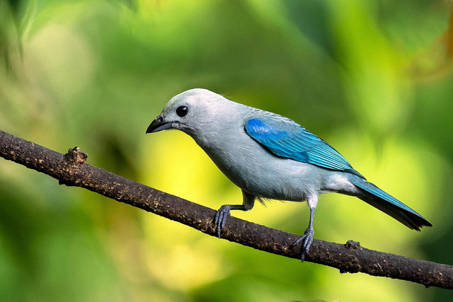 Ilustrasi manfaat tomat untuk pleci. Foto: Pexels.com/Joseph Phillips