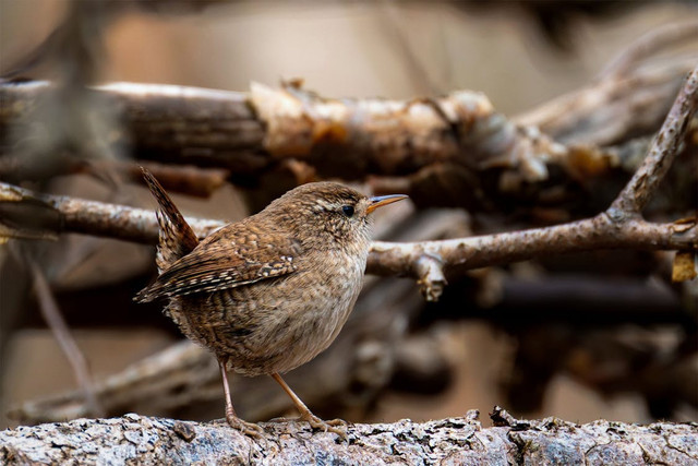 Ilustrasi Cara Mengatasi Cendet Over Emosi. Pexels/Gundula Vogel