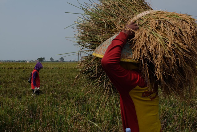 Perum BULOG mencatat lonjakan serapan beras sebanyak 725.513 ton atau meningkat 2.000 persen dibandingkan periode yang sama tahun sebelumnya. Foto: dok. Bulog