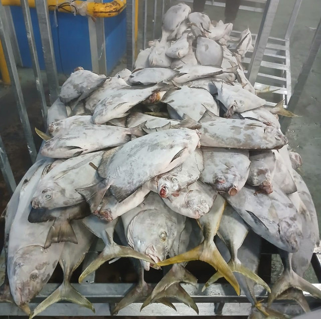 Ikan kuwe sirip kuning (dokumentasi pribadi)