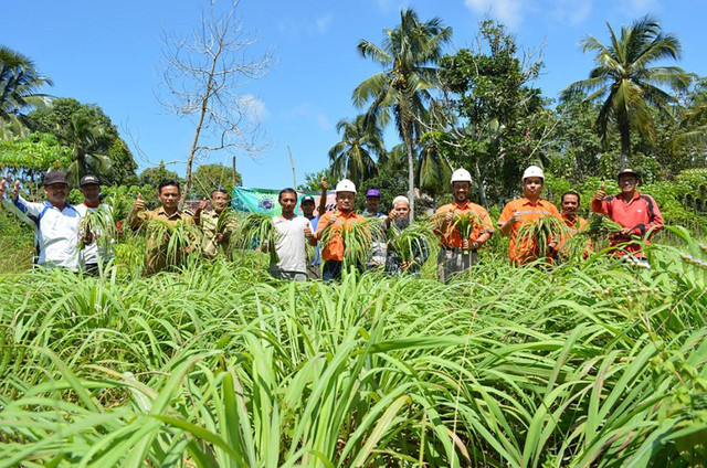 Ilustrasi serai wangi yang dibudidayakan PT Arutmin Indonesia. Foto: Arutmin