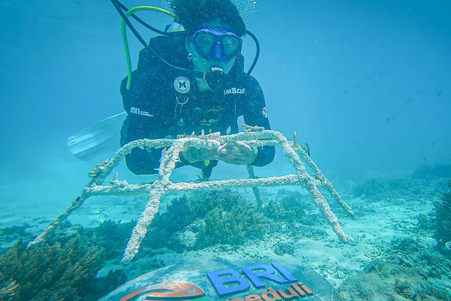 Program BRI Menanam Grow & Green bantu pelestarian ekosistem laut di Gili Matra, Lombok Utara, Nusa Tenggara Barat. Foto: Dok. BRI