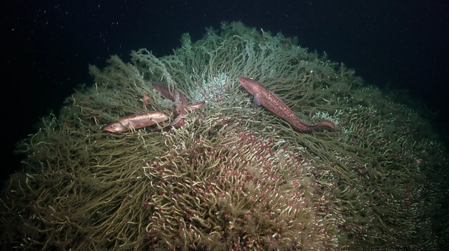 Belut cusk Congrio colorado (Genypterus chilensus) berenang di sekitar gundukan cacing tabung di dekat rembesan metana. Foto: ROV SuBastian/Schmidt Ocean Institute