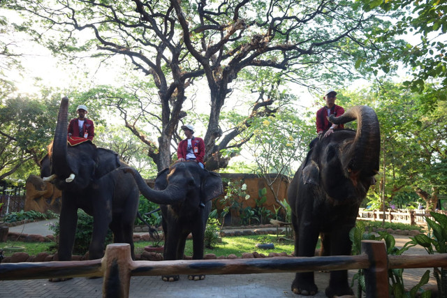 Koleksi gajah Kebun Binatang Surabaya (KBS). Foto: Diskominfo Surabaya 