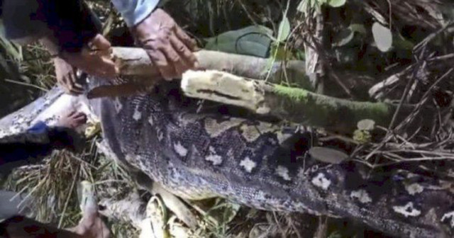 Proses evakuasi seorang nenek di dalam perut ular piton di area persawahan di Kelurahan Batu, Kecamatan Pitu Riase, Kabupaten Sidrap, Sulawesi Selatan. Foto: Dok. Istimewa