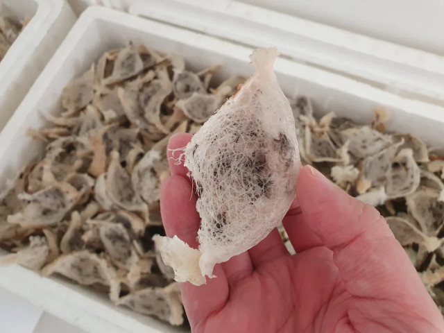 Edible birds' nest/ SBW yang baru dipanen. Sumber: Getty Images/ SCMP