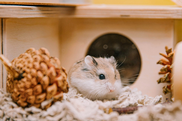 Ilustrasi Rekomendasi Kandang Hamster, Unsplash/Sunira Moses