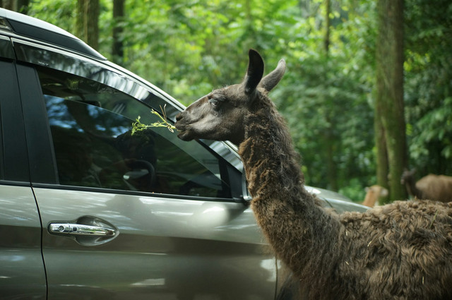 Tempat Wisata di Prigen. Foto The Grand Taman Safari Prigen. Sumber Unsplash Fajar Magsyar