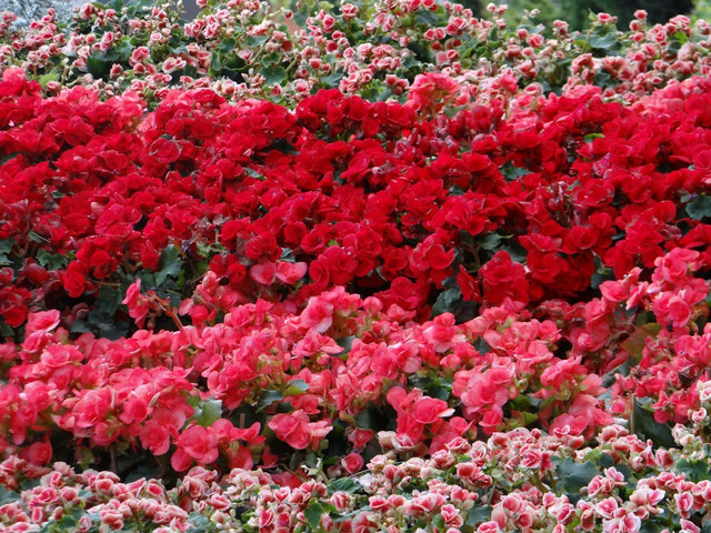 Ilustrasi Sejarah Wisata Celosia, Foto: Pexels/Amy Law