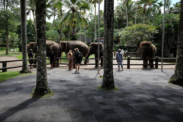 Berapa Harga Tiket Bali Safari? (Foto hanya ilustrasi, bukan tempat sebenarnya) Sumber: unsplash/ David Gor