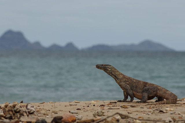 Komodo di Komodo Island, (Sumber: Freepik)