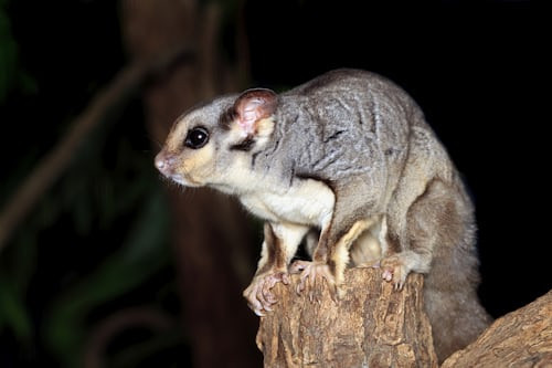 Ilustrasi Apakah Sugar Glider Boleh Makan Nangka, Foto: Unsplash/David Clode