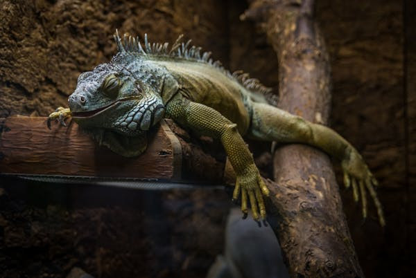 Ilustrasi Penyebab Iguana Tidak Mau Makan, Foto: Pexels/Egor Kamelev